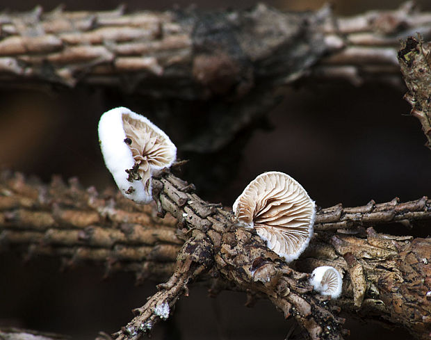 machovka Hobsonova Clitopilus hobsonii (Berk.) P.D. Orton