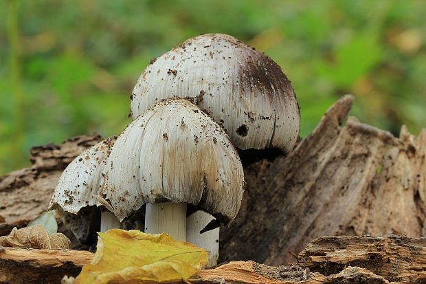 hnojník atramentový Coprinopsis atramentaria (Bull.) Redhead, Vilgalys & Moncalvo