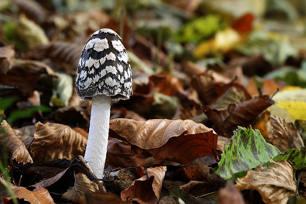 hnojník strakatý Coprinopsis picacea (Bull.) Redhead, Vilgalys & Moncalvo