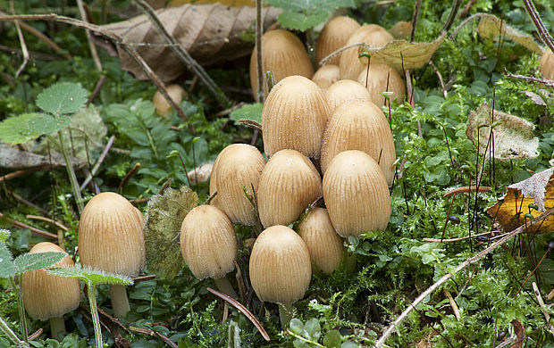 hnojník Coprinus sp.