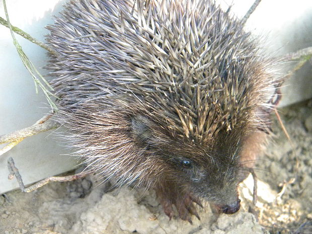 jež bledý Erinaceus concolor