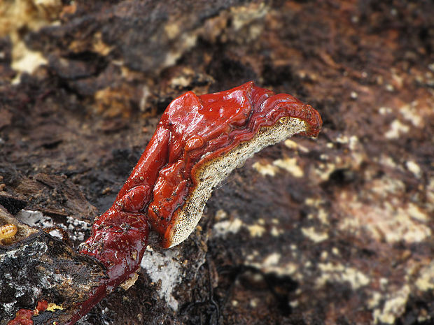 lesklokôrovka Ganoderma sp.