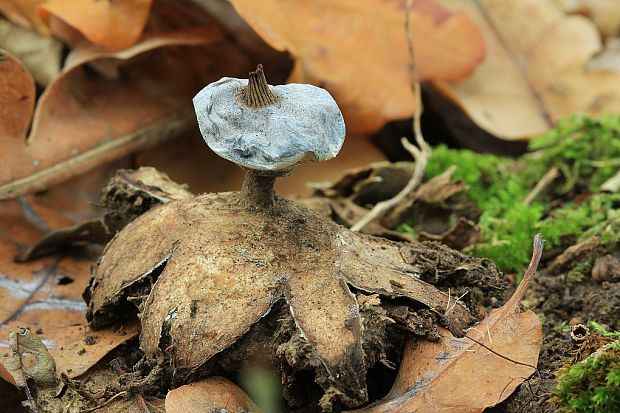 hviezdovka golierikovitá Geastrum striatum DC.