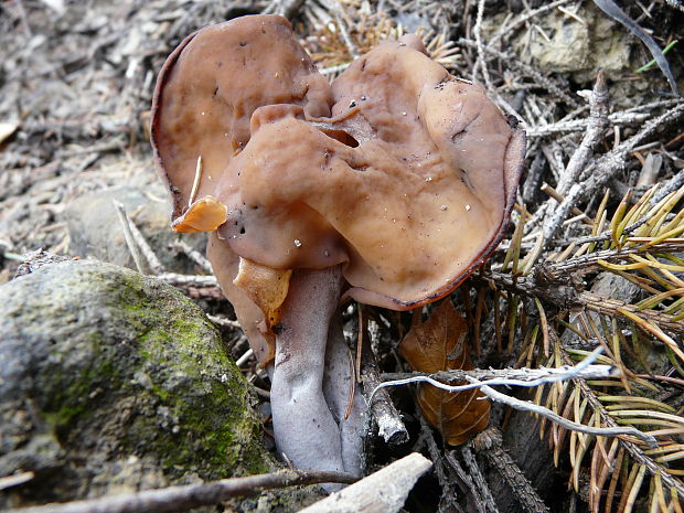 ušiak mitrovitý? Gyromitra infula (Schaeff.) Quél.