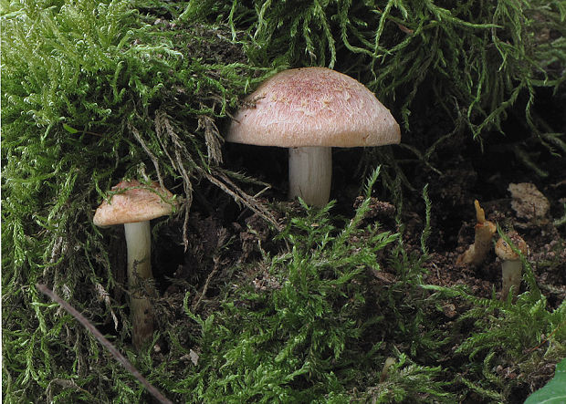 strapcovka tehlovočervená Hypholoma lateritium (Schaeff.) P. Kumm.