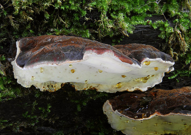 smolokôrovka buková Ischnoderma resinosum (Schrad.) P. Karst.