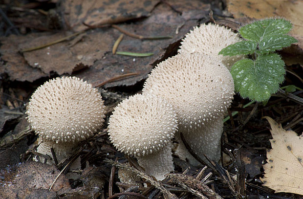 prášnica bradavičnatá Lycoperdon perlatum Pers.