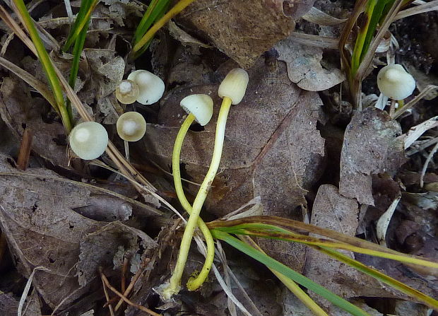 prilbička slizká Mycena  cf. epipterygia