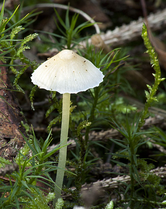 prilbička slizká Mycena epipterygia (Scop.) Gray