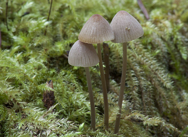 prilbička ryhovaná Mycena polygramma (Bull.) Gray