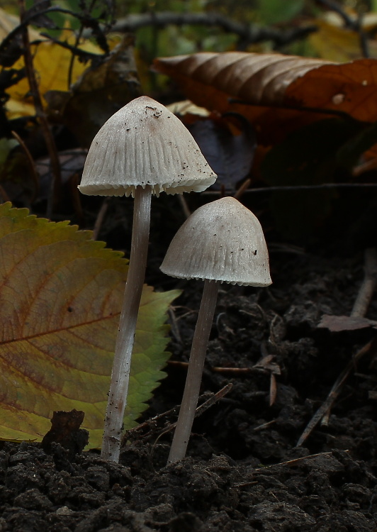 prilbička Mycena sp.