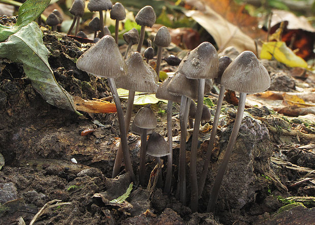 prilbička Mycena sp.