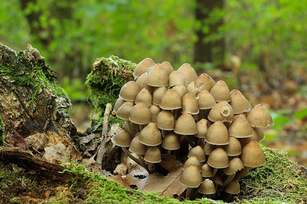 prilbička hnedosivá Mycena tintinnabulum (Paulet) Quél.