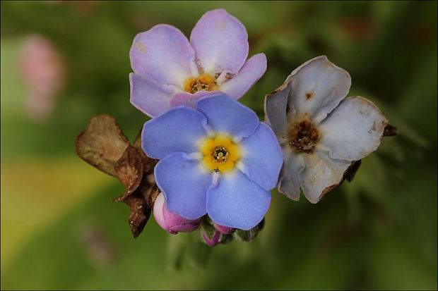 nezábudka Myosotis sp.