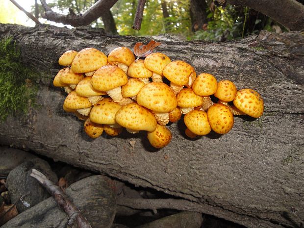 šupinovka slizká Pholiota adiposa (Batsch) P. Kumm.