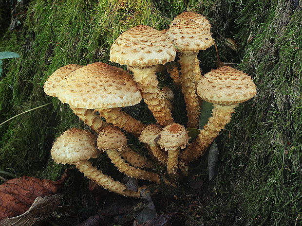 šupinovka šupinatá Pholiota squarrosa (Vahl) P. Kumm.