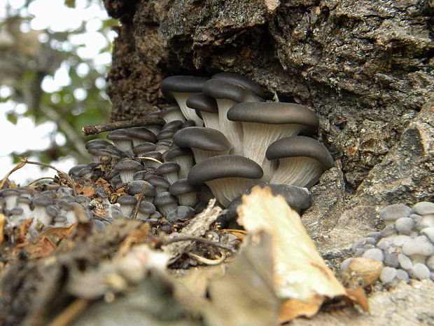 hliva ustricovitá modrastá Pleurotus columbinus Quél.