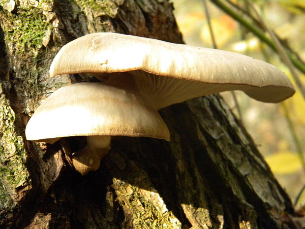 hliva ustricovitá Pleurotus ostreatus (Jacq.) P. Kumm.