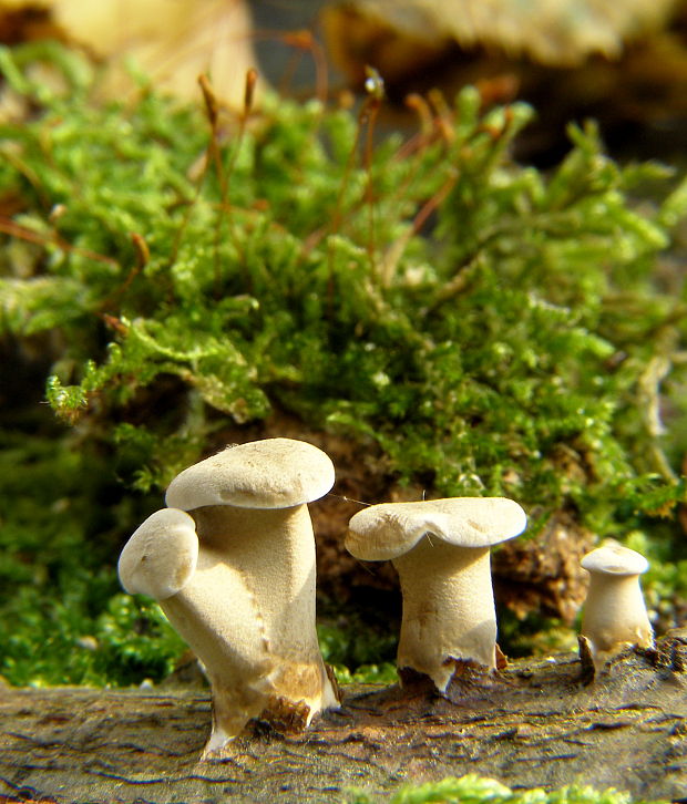 trúdnik Polyporus sp.