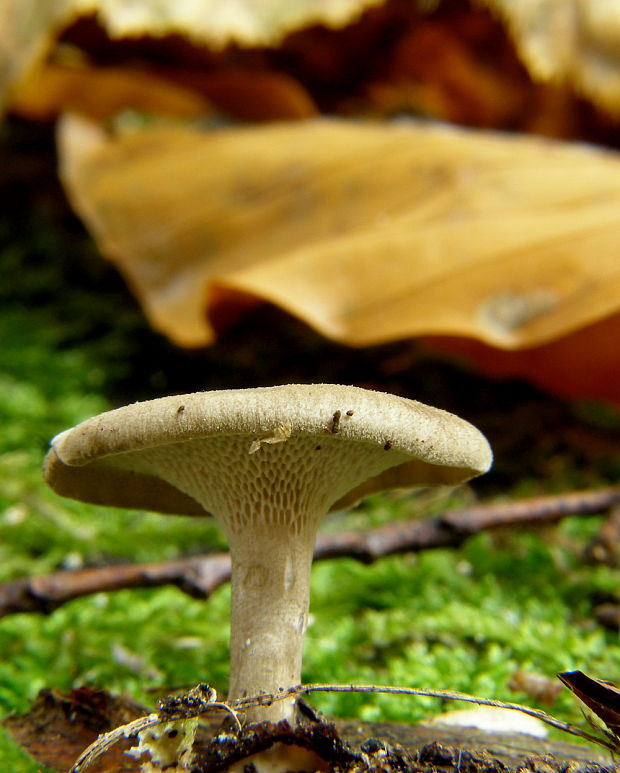 trúdnik Polyporus sp.