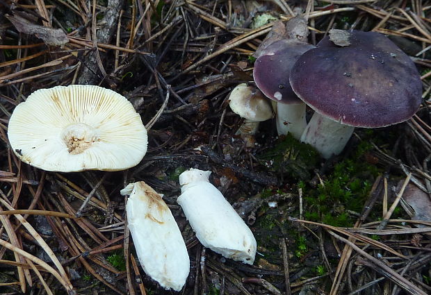 plávka zlomocná ? Russula cf.  sardonia Fr. (1838)