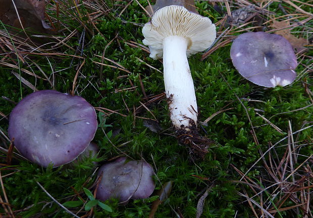 plávka zlomocná ? Russula cf. sardonia Fr. (1838)