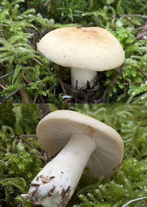 plávka hlinovožltá Russula ochroleuca Fr.