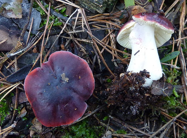 plávka Russula sp.