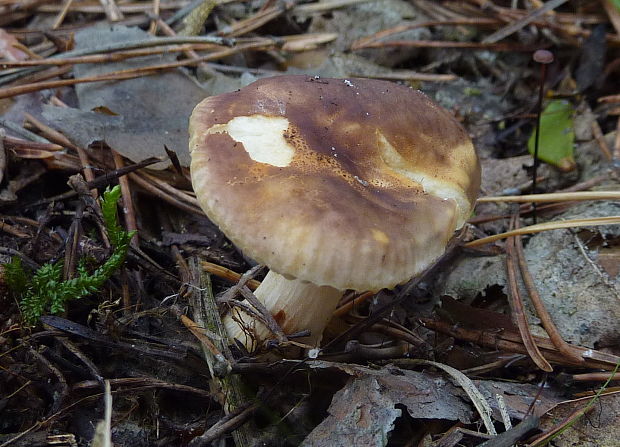 plávka Russula sp.