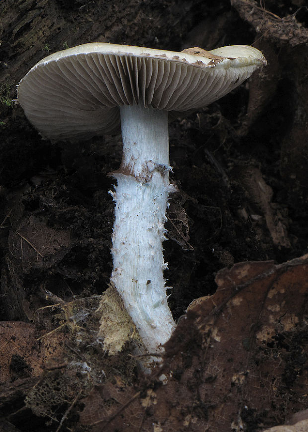 golierovka zelenomodrá Stropharia caerulea Kreisel