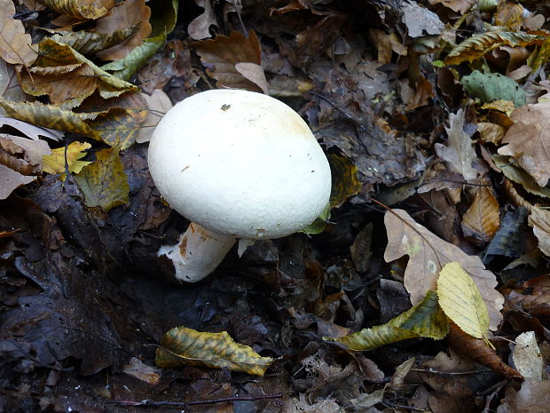 pečiarka lesná Agaricus sylvaticus Schaeff.