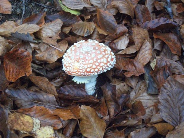 muchotrávka červená Amanita muscaria (L.) Lam.