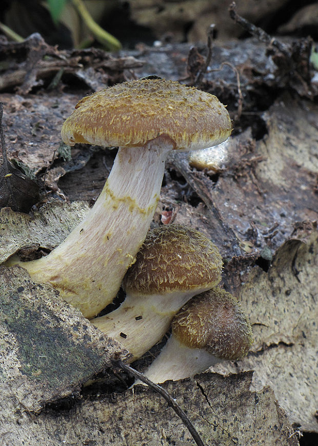 podpňovka Armillaria sp.