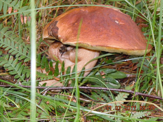 hríb dubový Boletus reticulatus Schaeff.