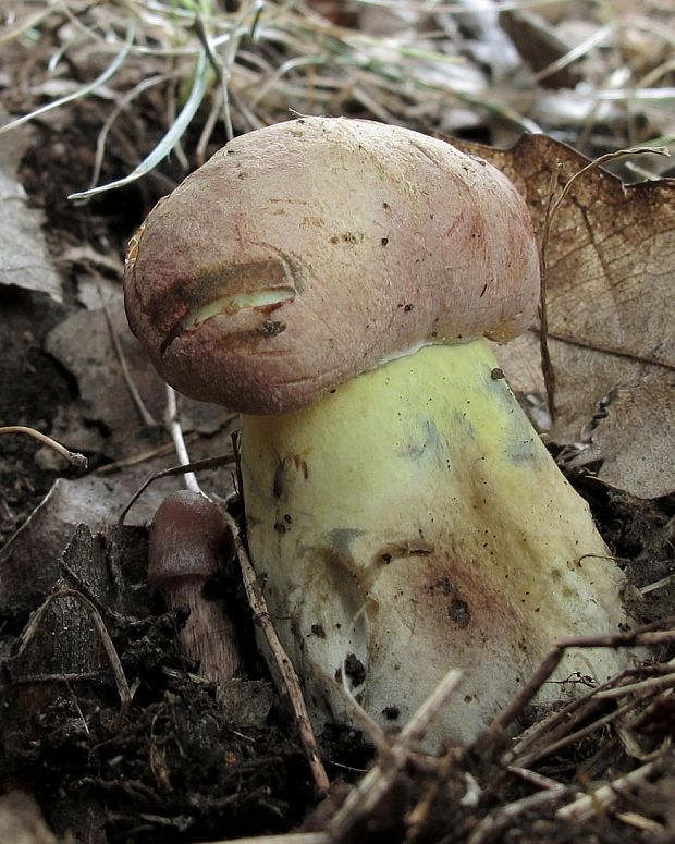 hríb nádherný Butyriboletus fuscoroseus (Smotl.) Vizzini & Gelardi