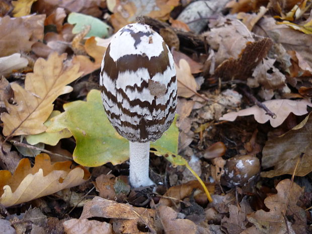 hnojník strakatý Coprinopsis picacea (Bull.) Redhead, Vilgalys & Moncalvo