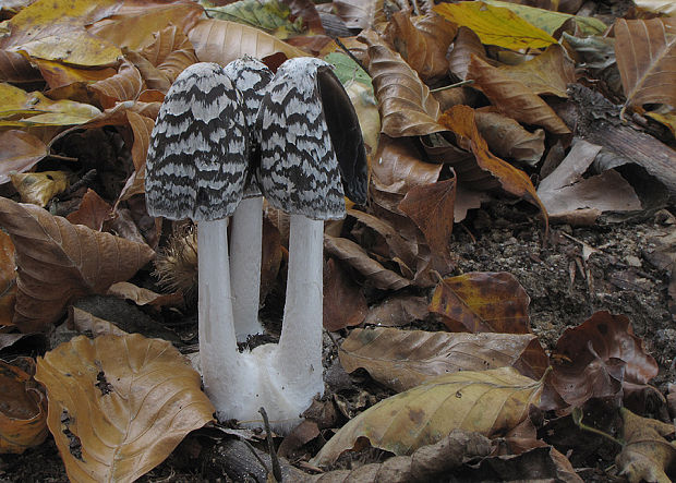 hnojník strakatý Coprinopsis picacea (Bull.) Redhead, Vilgalys & Moncalvo