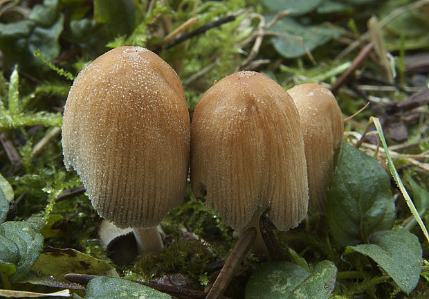 hnojník Coprinus sp.