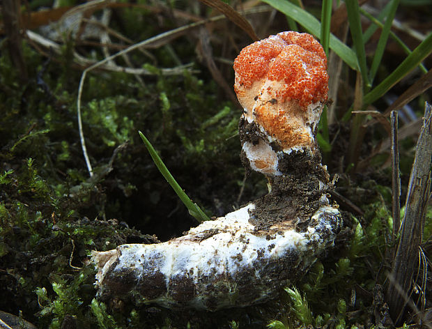 žezlovka hmyzová Cordyceps militaris (Fr.) Link