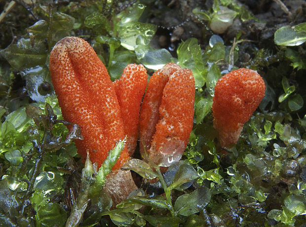 žezlovka hmyzová Cordyceps militaris (Fr.) Link