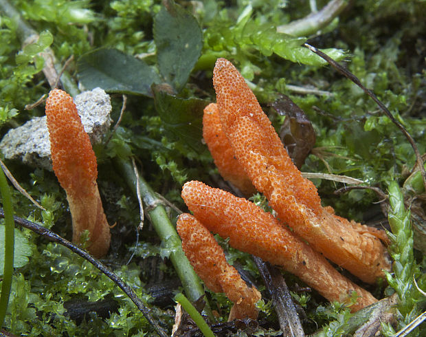 žezlovka hmyzová Cordyceps militaris (Fr.) Link