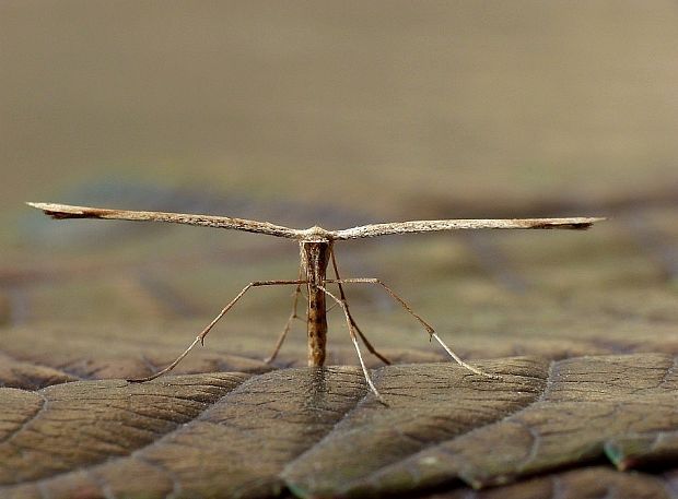 pierkavec pupencový Emmelina monodactyla Linnaeus, 1758