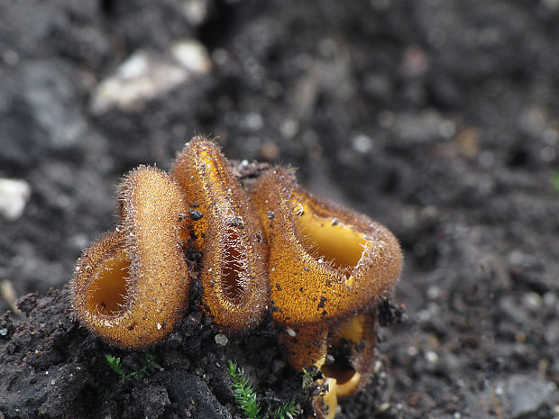 humária Humaria aurantia (Clem.) Häffner, Benkert & Krisai