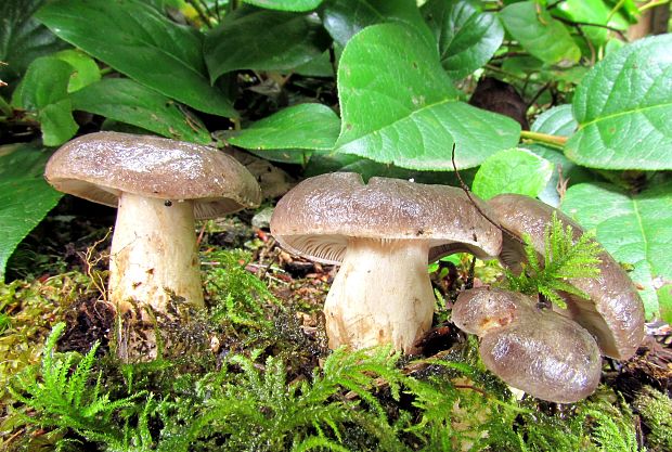 rýdzik Lactarius sp.