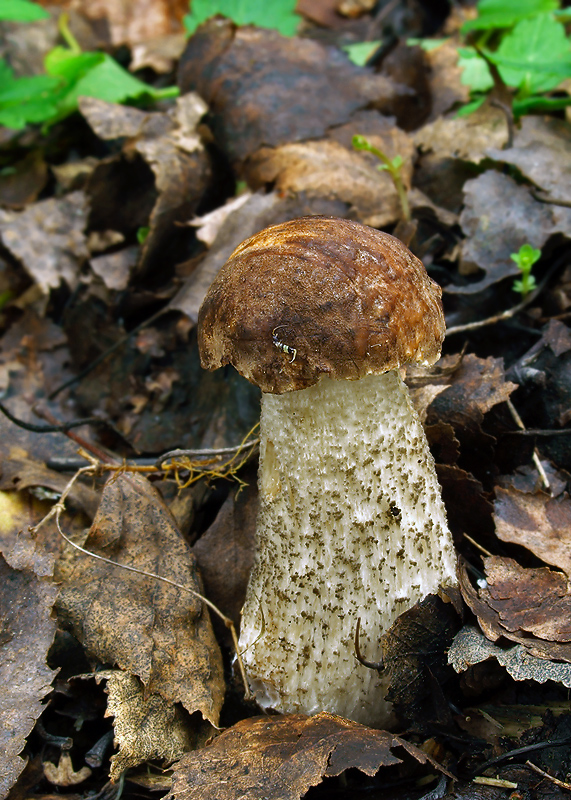 kozák brezový Leccinum scabrum (Bull.) Gray