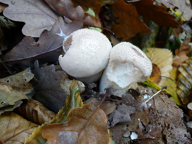 prášnica bradavičnatá Lycoperdon perlatum Pers.