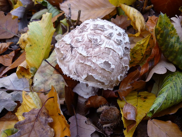 bedľa vysoká Macrolepiota procera (Scop.) Singer