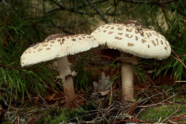 bedľa vysoká Macrolepiota procera (Scop.) Singer