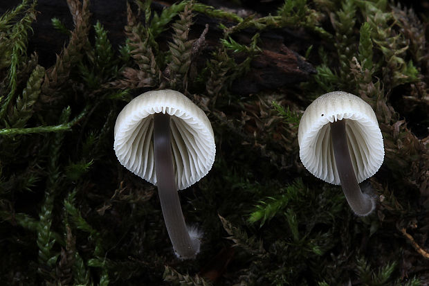 prilbička olivovožltá Mycena arcangeliana?