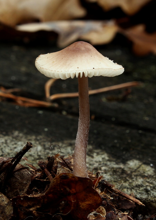 prilbička zefírová Mycena zephirus (Fr.) P. Kumm.